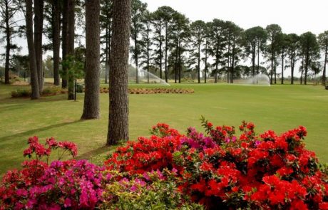 golf pinares